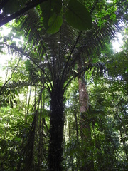 Astrocaryum murumuru