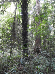 Astrocaryum murumuru