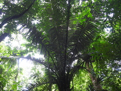 Astrocaryum murumuru