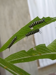 Danaus plexippus portoricensis