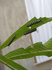 Danaus plexippus portoricensis