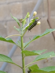 Danaus plexippus portoricensis