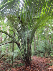 Astrocaryum paramaca