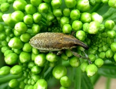 Lixus myagri
