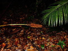 Astrocaryum paramaca