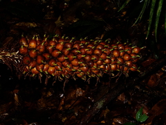 Astrocaryum paramaca