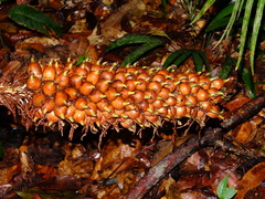 Astrocaryum paramaca