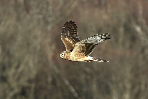 Hen Harrier, photo 10 of 10