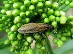 Lixus myagri
