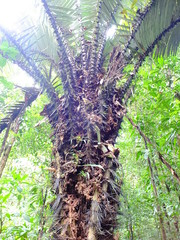 Astrocaryum sciophilum