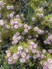 Serruria foeniculacea