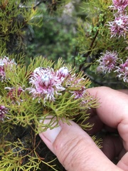 Serruria foeniculacea