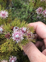 Serruria foeniculacea