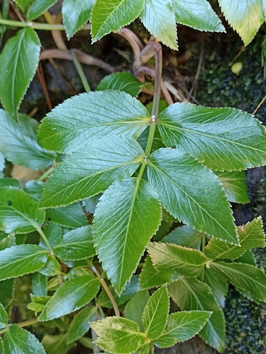 Image of Scandia rosifolia by (c) Oscar Dove, some rights reserved (CC BY)