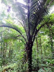 Astrocaryum sciophilum