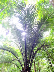 Astrocaryum sciophilum