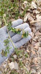 Melilotus officinalis