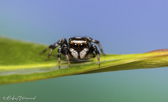 Evarcha mirabilis