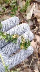 Melilotus officinalis