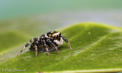 Evarcha mirabilis