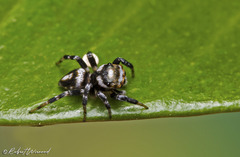 Evarcha mirabilis