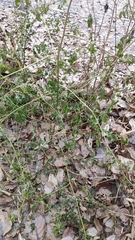 Melilotus officinalis