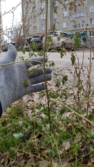 Melilotus officinalis