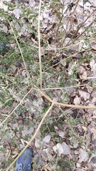 Melilotus officinalis