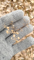 Heracleum sphondylium sibiricum