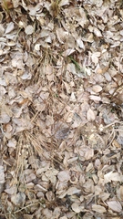 Heracleum sphondylium sibiricum