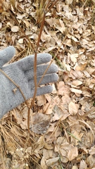 Heracleum sphondylium sibiricum