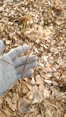 Heracleum sphondylium sibiricum
