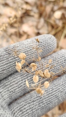 Heracleum sphondylium sibiricum