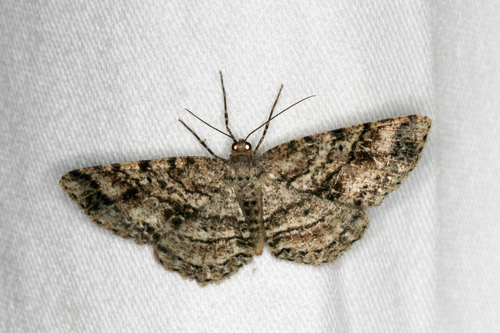 Canadian Melanolophia Moth photo 4
