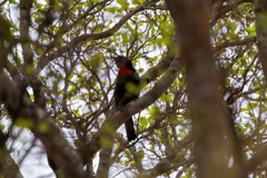 Compsothraupis loricata