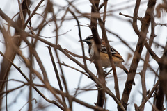 Myrmorchilus strigilatus