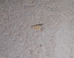 Cornifrons ulceratalis