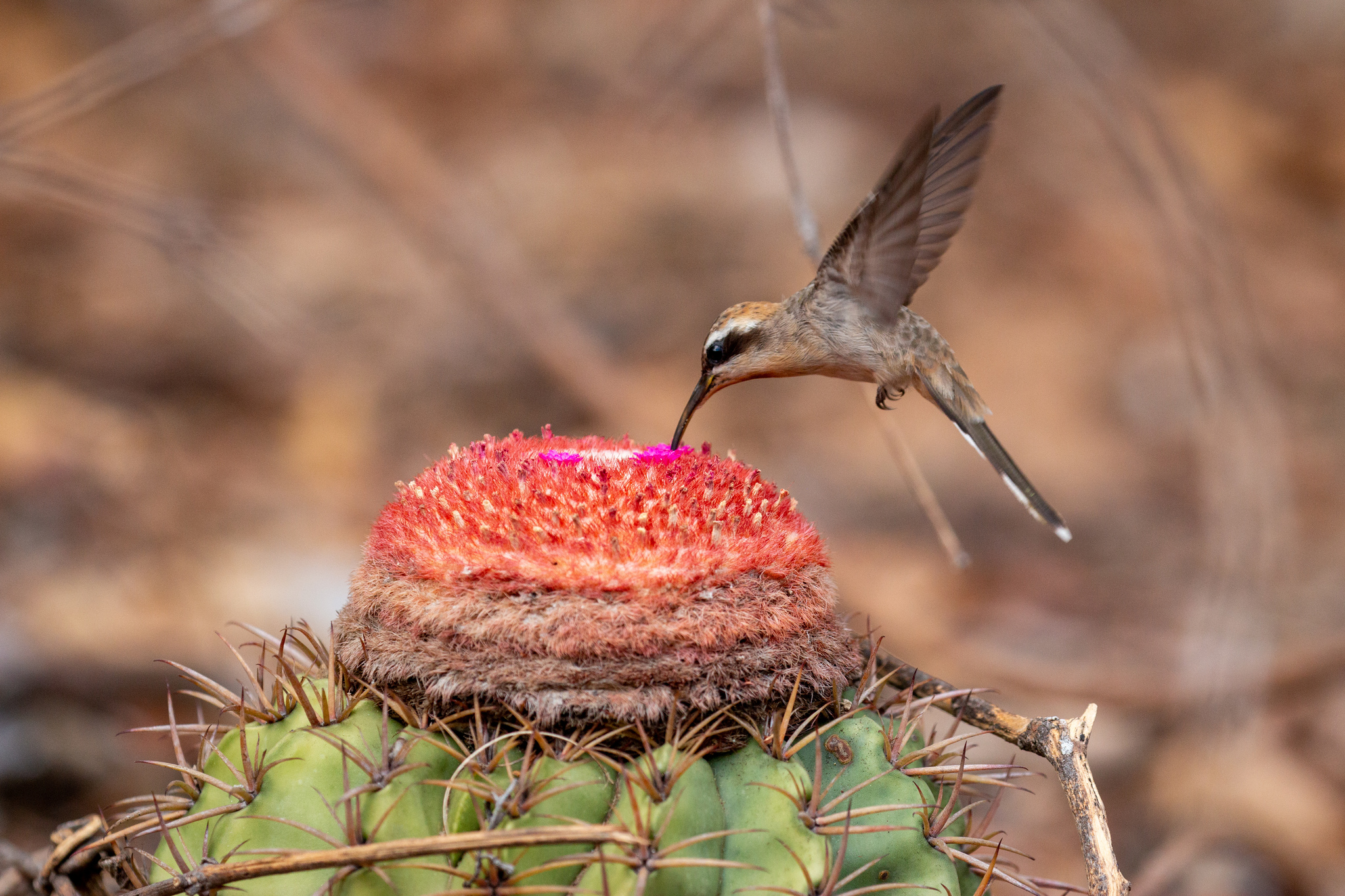 Broad-tipped Hermit (Anopetia gounellei), photo 5