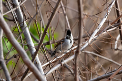 Sakesphoroides cristatus