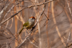 Hylophilus amaurocephalus