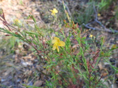 Hypericum peninsulare