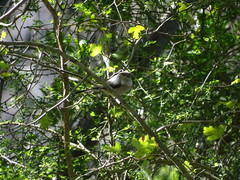 Aegithalos caudatus siculus