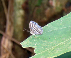 Semomesia tenella