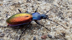 Carabus hispanus
