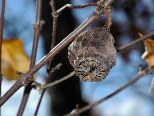 Carolina sweetshrub