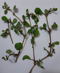 Trianthema portulacastrum