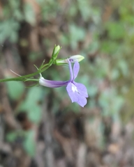 Lobelia sublibera