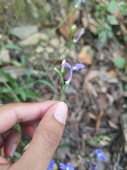 Lobelia sublibera
