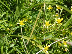 Ranunculus amphitrichus