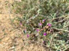 Boerhavia boissieri